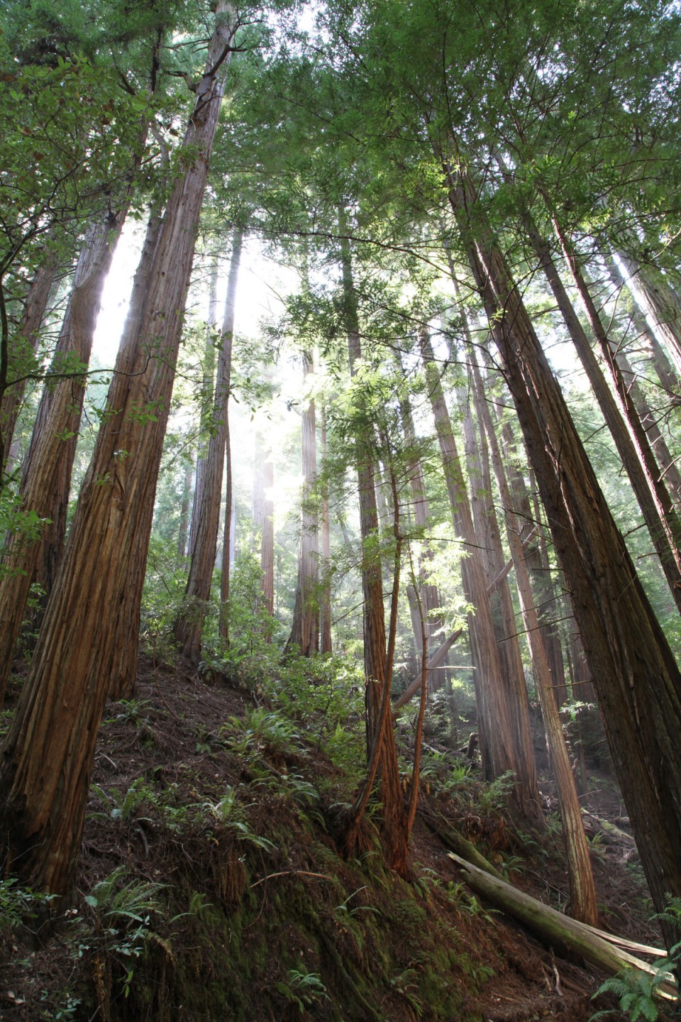 Muir Woods National Monument