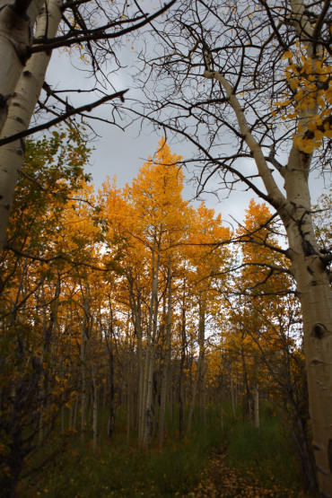 Leaves Changing