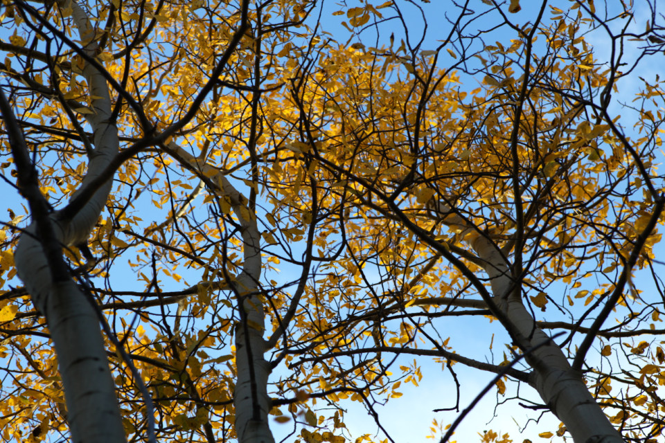 Colorado Foliage 2015