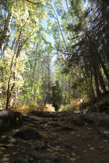 Aspens at RMNP